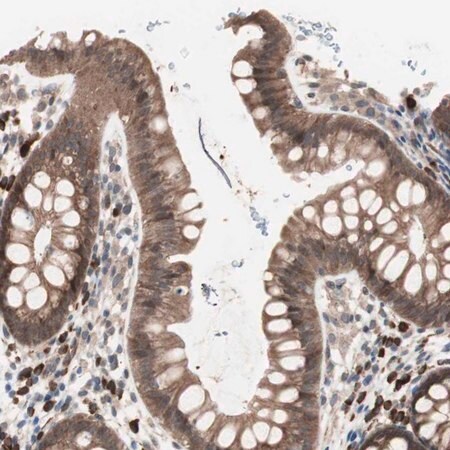 Merck Anti-ALG5 antibody produced in rabbit