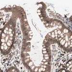 Merck Anti-ALG5 antibody produced in rabbit