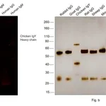 Thermo Fisher Scientific Goat anti-Chicken IgY (H+L) Secondary Antibody, Alexa Fluor 546