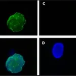 Merck Anti-Progerin antibody, Mouse monoclona&