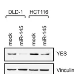 Merck MONOCLONAL ANTI-VINCULIN, CLONE HVIN-1