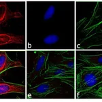 Thermo Fisher Scientific Goat anti-Mouse IgG (H+L) Secondary Antibody, DyLight 594
