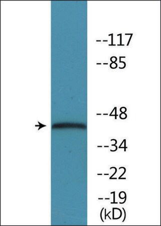 Merck Anti-phospho-p38 MAPK (pThr179+Tyr181) antibody produced in rabbit
