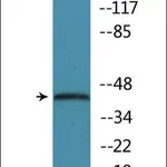 Merck Anti-phospho-p38 MAPK (pThr179+Tyr181) antibody produced in rabbit
