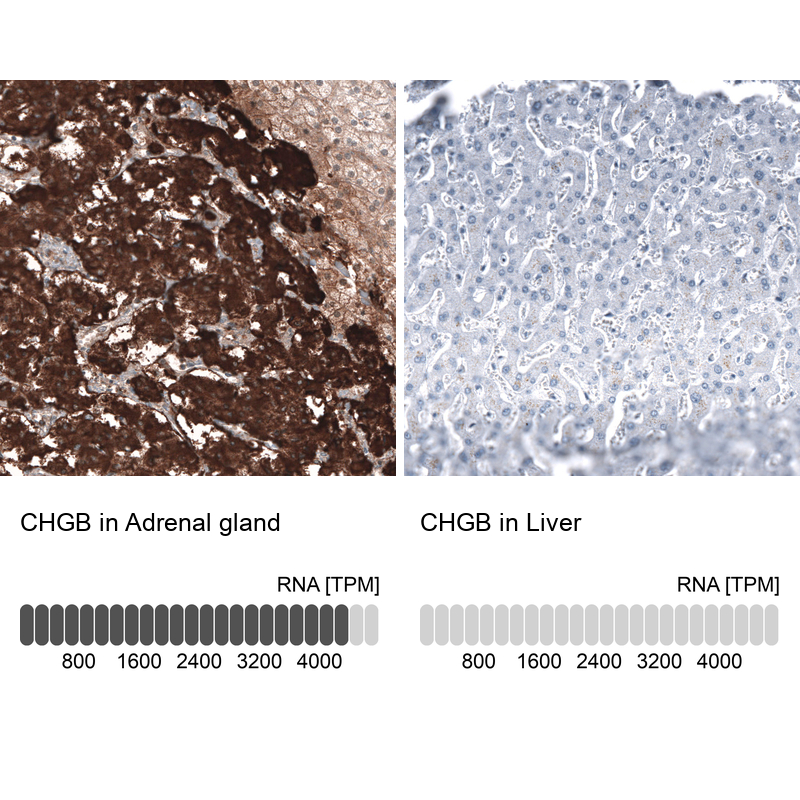 Atlas Antibodies Anti-CHGB Antibody