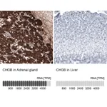 Atlas Antibodies Anti-CHGB Antibody
