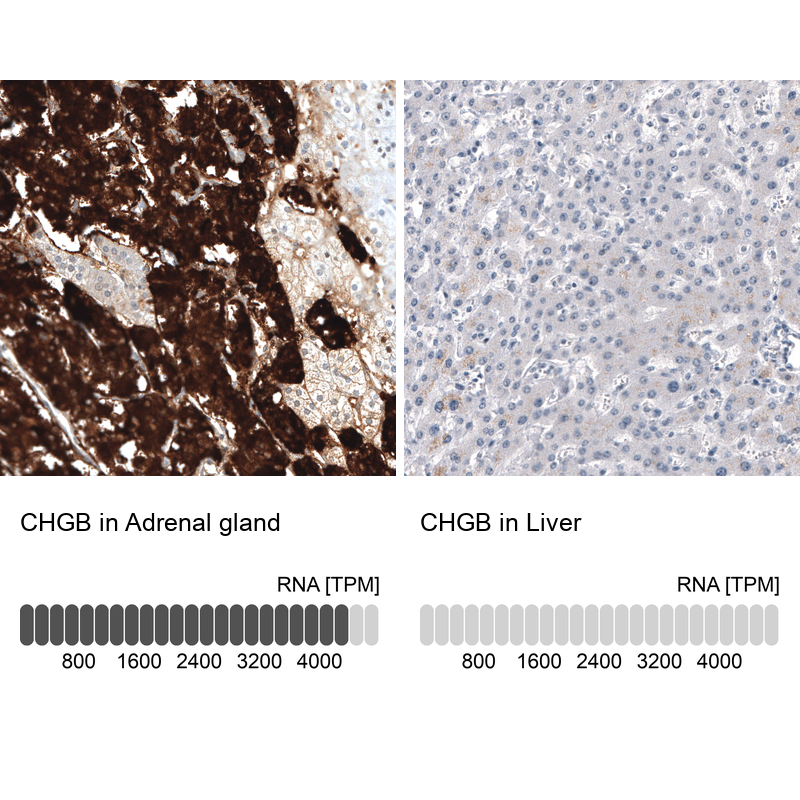 Atlas Antibodies Anti-CHGB Antibody