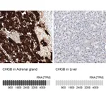 Atlas Antibodies Anti-CHGB Antibody