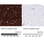 Atlas Antibodies Anti-GAP43 Antibody
