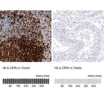 Atlas Antibodies Anti-HLA-DRA Antibody