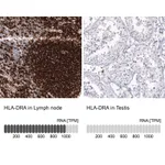 Atlas Antibodies Anti-HLA-DRA Antibody