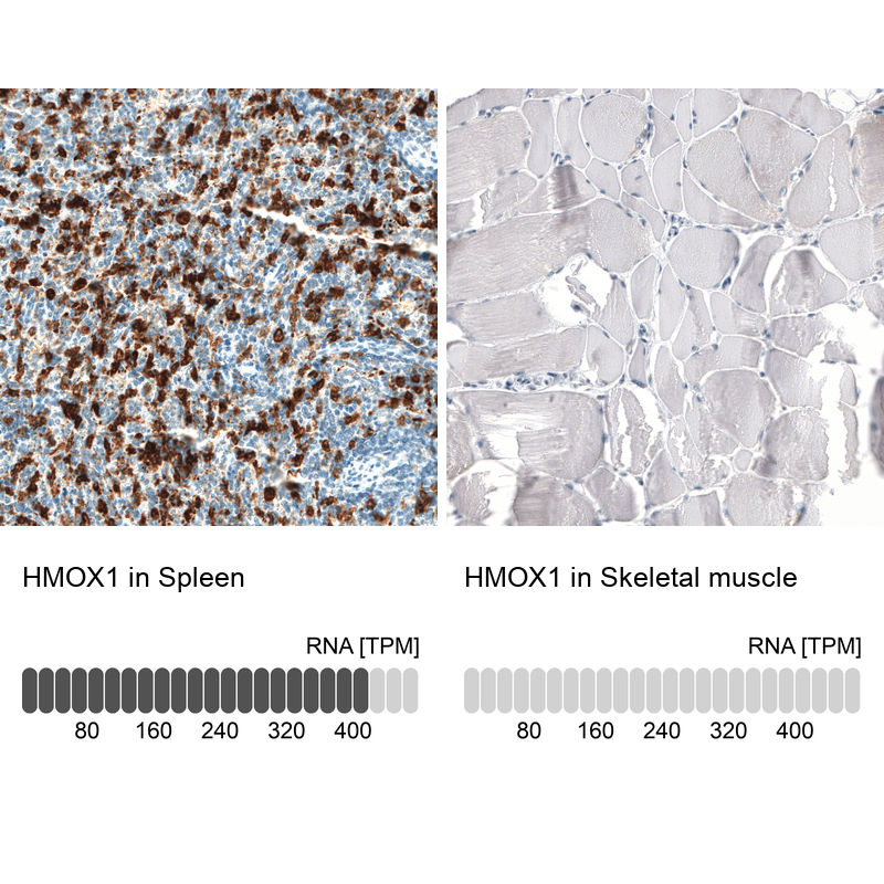 Atlas Antibodies Anti-HMOX1 Antibody