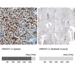 Atlas Antibodies Anti-HMOX1 Antibody