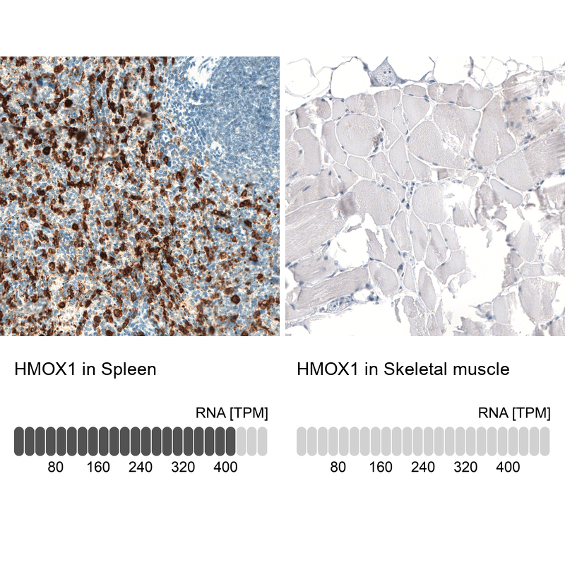 Atlas Antibodies Anti-HMOX1 Antibody