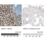 Atlas Antibodies Anti-HMOX1 Antibody