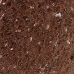 Atlas Antibodies Anti-ID1 Antibody