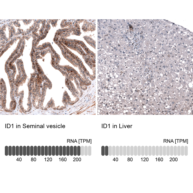 Atlas Antibodies Anti-ID1 Antibody