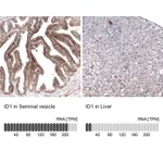 Atlas Antibodies Anti-ID1 Antibody