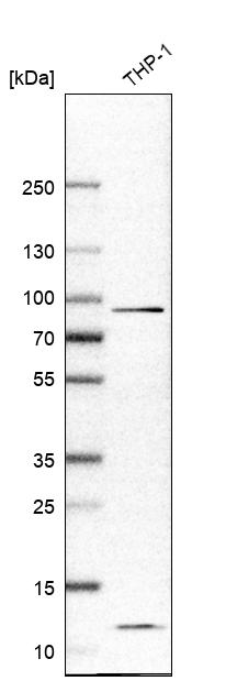 Atlas Antibodies Anti-IL17RA Antibody