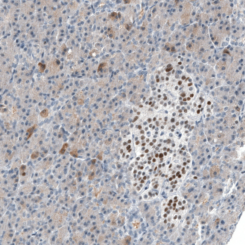 Atlas Antibodies Anti-INSM1 Antibody