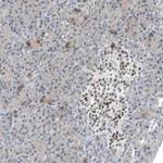 Atlas Antibodies Anti-INSM1 Antibody