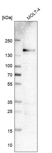Atlas Antibodies Anti-ITGA4 Antibody