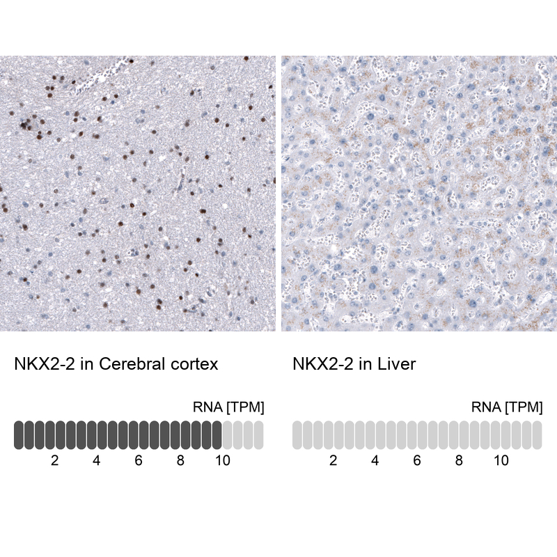 Atlas Antibodies Anti-NKX2-2 Antibody
