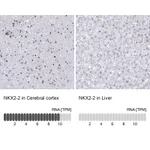 Atlas Antibodies Anti-NKX2-2 Antibody