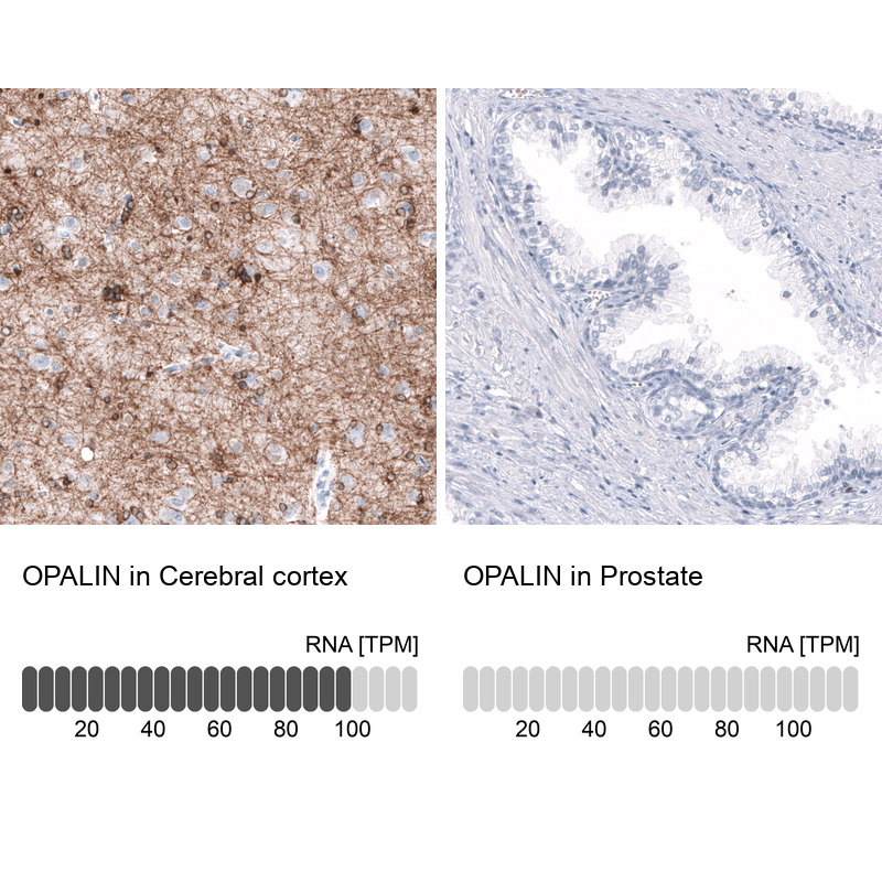 Atlas Antibodies Anti-OPALIN Antibody