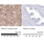 Atlas Antibodies Anti-OPALIN Antibody