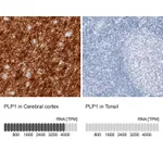 Atlas Antibodies Anti-PLP1 Antibody