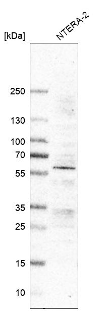 Atlas Antibodies Anti-RGMA Antibody