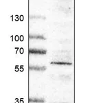 Atlas Antibodies Anti-RGMA Antibody