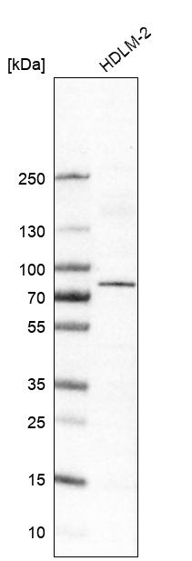 Atlas Antibodies Anti-RIPK1 Antibody