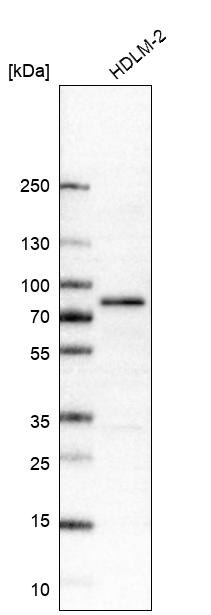 Atlas Antibodies Anti-RIPK1 Antibody