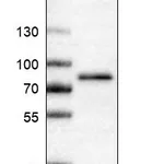 Atlas Antibodies Anti-RIPK1 Antibody
