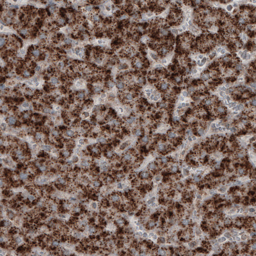 Atlas Antibodies Anti-ACAA1 Antibody