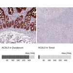 Atlas Antibodies Anti-ACSL5 Antibody