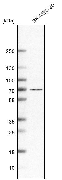 Atlas Antibodies Anti-ADGRG3 Antibody