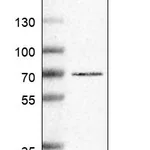 Atlas Antibodies Anti-ADGRG3 Antibody