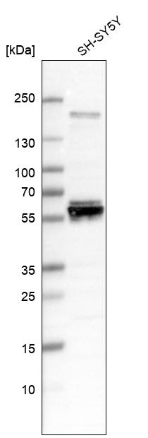 Atlas Antibodies Anti-AMIGO3 Antibody