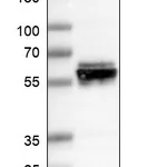 Atlas Antibodies Anti-AMIGO3 Antibody