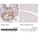 Atlas Antibodies Anti-ANLN Antibody