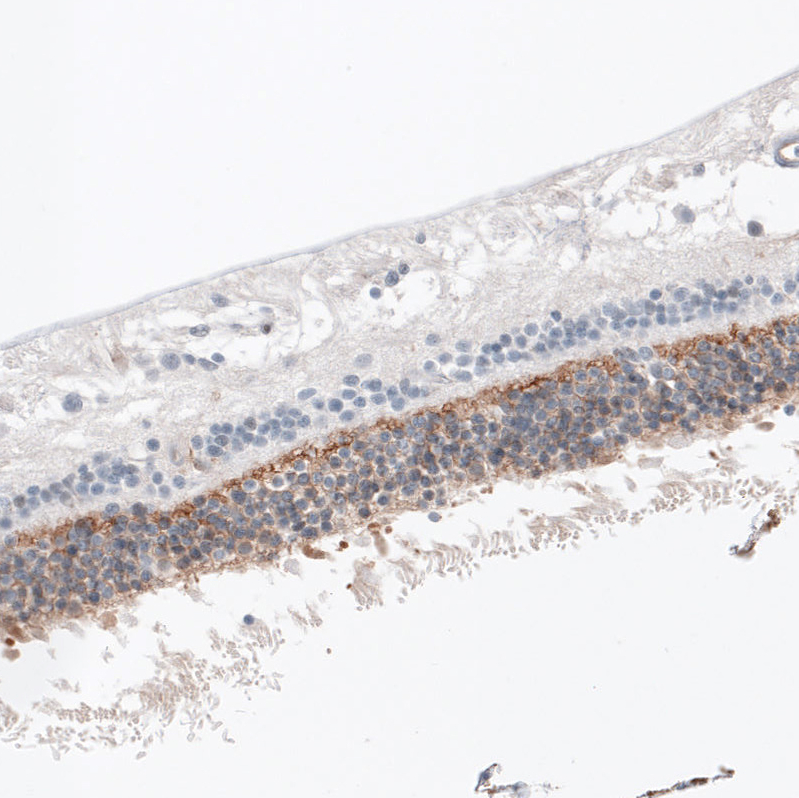 Atlas Antibodies Anti-ANO2 Antibody
