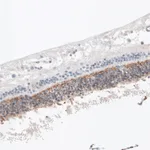 Atlas Antibodies Anti-ANO2 Antibody