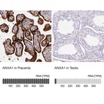 Atlas Antibodies Anti-ANXA1 Antibody