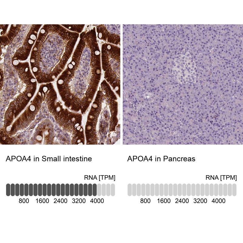 Atlas Antibodies Anti-APOA4 Antibody