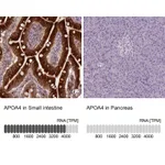 Atlas Antibodies Anti-APOA4 Antibody