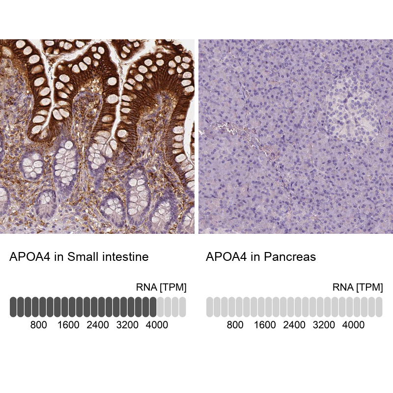 Atlas Antibodies Anti-APOA4 Antibody
