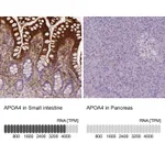 Atlas Antibodies Anti-APOA4 Antibody